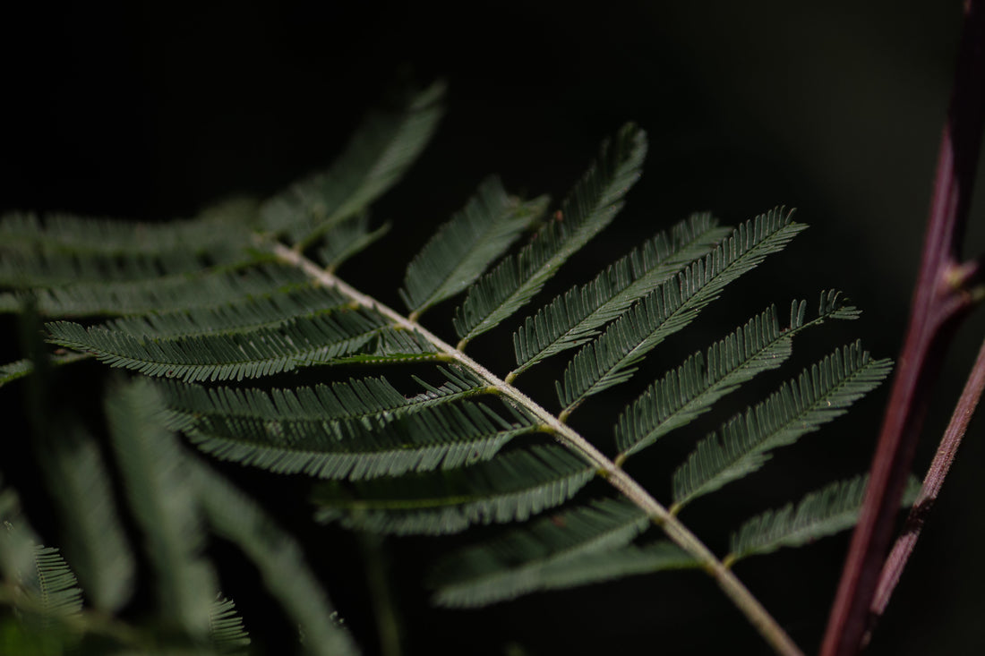 C-PTSD Lived Experience: Part 1